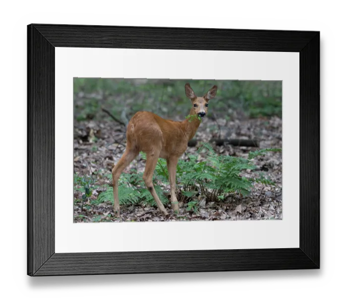 Framed Print : Roe deer (Capreolus capreolus) female, feeding on ferns in woodland, Peerdsbos, Brasschaat, Belgium. July Framed Print : Roe deer (Capreolus capreolus) female, feeding on ferns in woodland, Peerdsbos, Brasschaat, Belgium. July