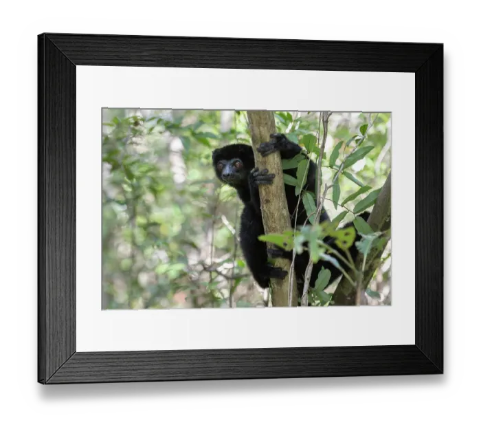 Framed Print : RF - Perrier's sifaka (Propithecus perrieri) sitting in tree, gripping onto branch, Analamerana special reserve, Madagascar. Critically endangered Framed Print : RF - Perrier's sifaka (Propithecus perrieri) sitting in tree, gripping onto branch, Analamerana special reserve, Madagascar. Critically endangered
