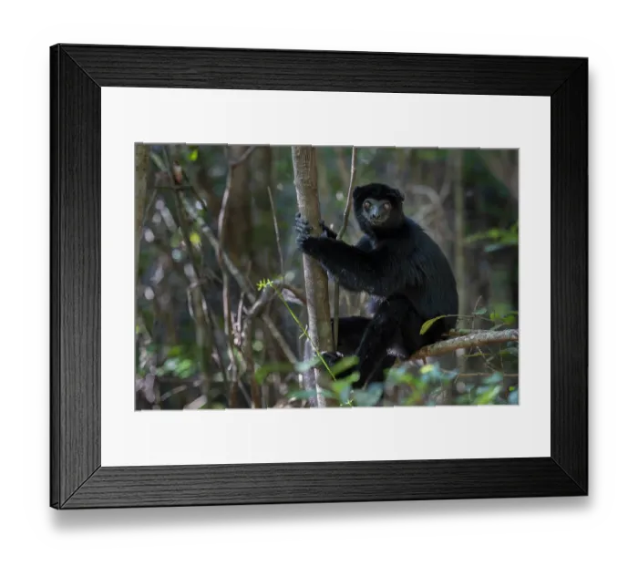 Framed Print : RF - Perrier's sifaka (Propithecus perrieri) sitting in tree, Analamerana special reserve, Madagascar. Critically endangered Framed Print : RF - Perrier's sifaka (Propithecus perrieri) sitting in tree, Analamerana special reserve, Madagascar. Critically endangered