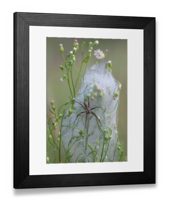 Framed Print : Nursery web spider (Pisaura mirabilis) female, resting on dew covered wrapping cover of its breeding ball, Klein Schietveld, Brasschaat, Belgium. July Framed Print : Nursery web spider (Pisaura mirabilis) female, resting on dew covered wrapping cover of its breeding ball, Klein Schietveld, Brasschaat, Belgium. July