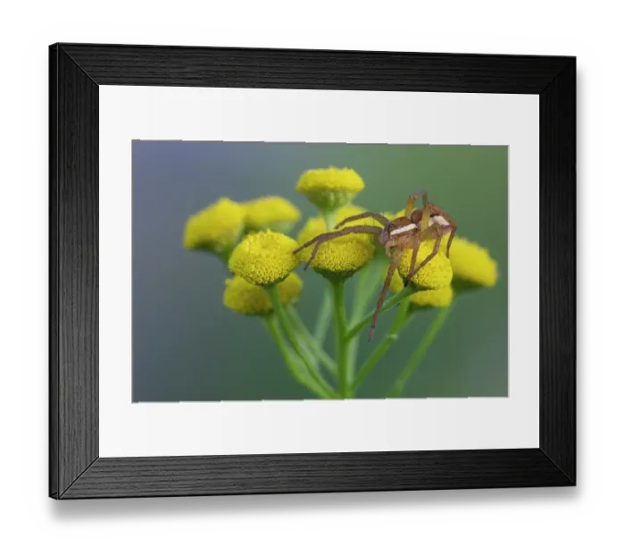 Framed Print : Raft spider (Dolomedes fimbriatus) resting on Tansy flowers (Tanacetum vulgare), Klein Schietveld, Brasschaat, Belgium. August Framed Print : Raft spider (Dolomedes fimbriatus) resting on Tansy flowers (Tanacetum vulgare), Klein Schietveld, Brasschaat, Belgium. August