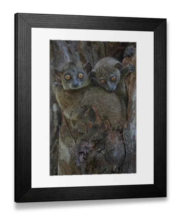 Framed Print : RF - Two Ankarana sportive lemurs (Lepilemur ankaranensis) sitting in tree hole, Analamerana special reserve, Madagascar. Endangered Framed Print : RF - Two Ankarana sportive lemurs (Lepilemur ankaranensis) sitting in tree hole, Analamerana special reserve, Madagascar. Endangered