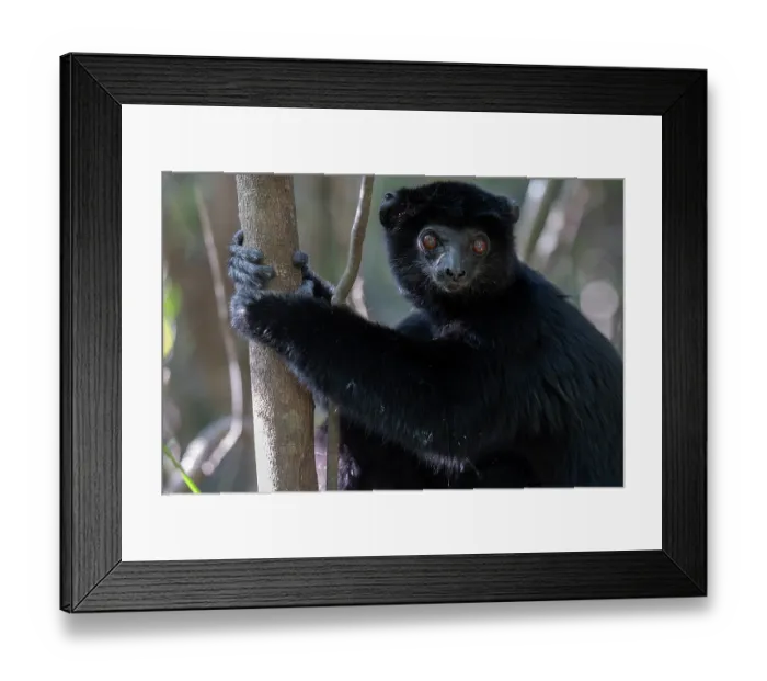 Framed Print : RF - Perrier's sifaka (Propithecus perrieri) sitting in tree, Analamerana special reserve, Madagascar. Critically endangered Framed Print : RF - Perrier's sifaka (Propithecus perrieri) sitting in tree, Analamerana special reserve, Madagascar. Critically endangered