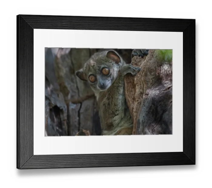 Framed Print : RF - Ankarana sportive lemur (Lepilemur ankaranensis) looking down from tree, Analamerana special reserve, Madagascar. Endangered Framed Print : RF - Ankarana sportive lemur (Lepilemur ankaranensis) looking down from tree, Analamerana special reserve, Madagascar. Endangered