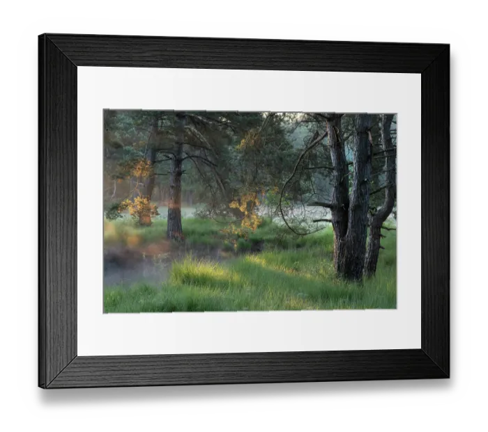 Framed Print : Sunrays and mist through Fir trees (Abies sp.), Klein Schietveld, Brasschaat, Belgium. June Framed Print : Sunrays and mist through Fir trees (Abies sp.), Klein Schietveld, Brasschaat, Belgium. June