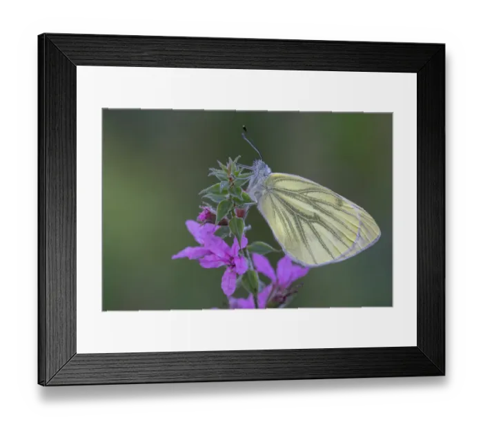 Framed Print : Green-veined white butterfly (Pieris napi) resting on Purple loosestrife (Lythrum salicaria), Brasschaat, Belgium. August Framed Print : Green-veined white butterfly (Pieris napi) resting on Purple loosestrife (Lythrum salicaria), Brasschaat, Belgium. August
