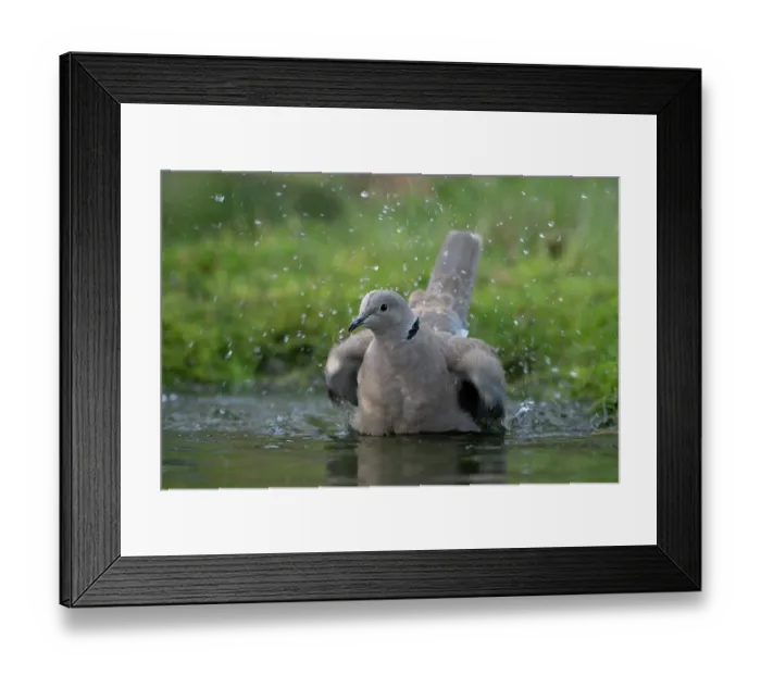Framed Print : Collared dove (Streptopelia decaocto) bathing, Brasschaat, Belgium. January Framed Print : Collared dove (Streptopelia decaocto) bathing, Brasschaat, Belgium. January