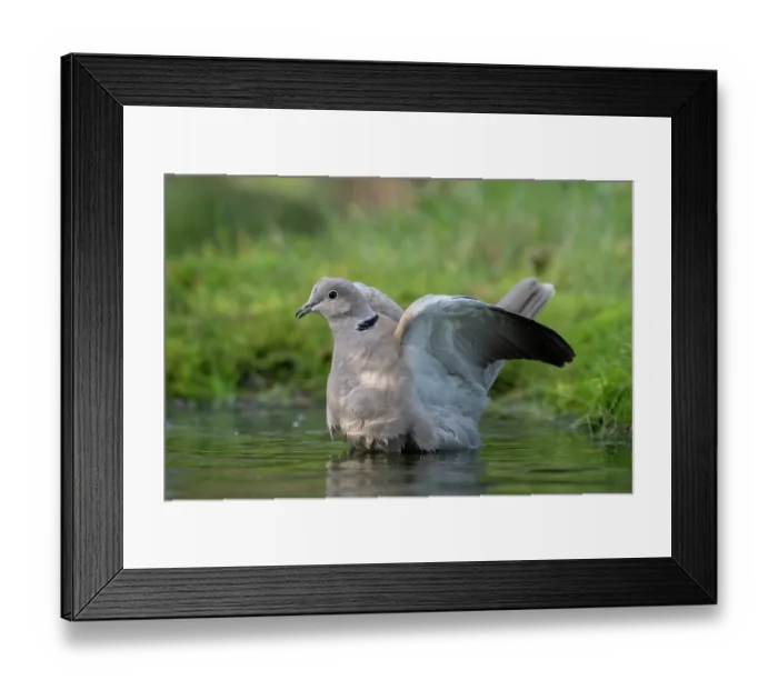 Framed Print : Collared dove (Streptopelia decaocto) bathing, Brasschaat, Belgium. January Framed Print : Collared dove (Streptopelia decaocto) bathing, Brasschaat, Belgium. January