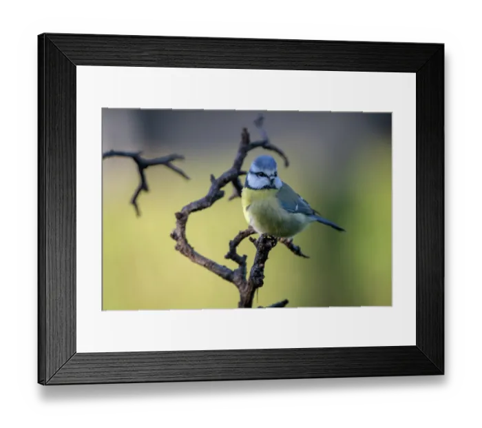 Framed Print : Blue tit (Parus caeruleus) perched on branch, Brasschaat, Belgium. January Framed Print : Blue tit (Parus caeruleus) perched on branch, Brasschaat, Belgium. January