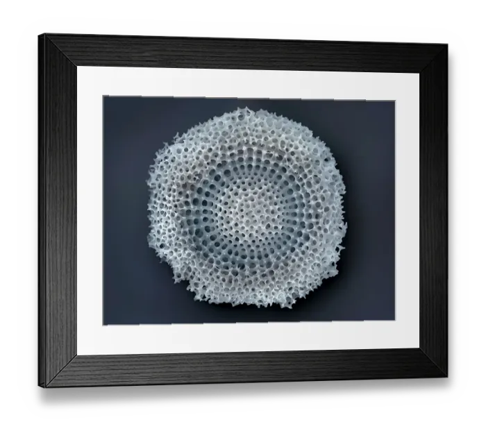 Framed Print : Radiolarian (Lithocyclia ocellus). Radiolaria are protozoa, single-celled eukaryotes, typically 0.1mm - 0.2mm across, forming part of the zooplankton Framed Print : Radiolarian (Lithocyclia ocellus). Radiolaria are protozoa, single-celled eukaryotes, typically 0.1mm - 0.2mm across, forming part of the zooplankton