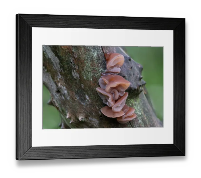 Framed Print : Wood ear fungus (Auricularia auricula-judae) on damp branch, Brasschaat, Belgium. September Framed Print : Wood ear fungus (Auricularia auricula-judae) on damp branch, Brasschaat, Belgium. September
