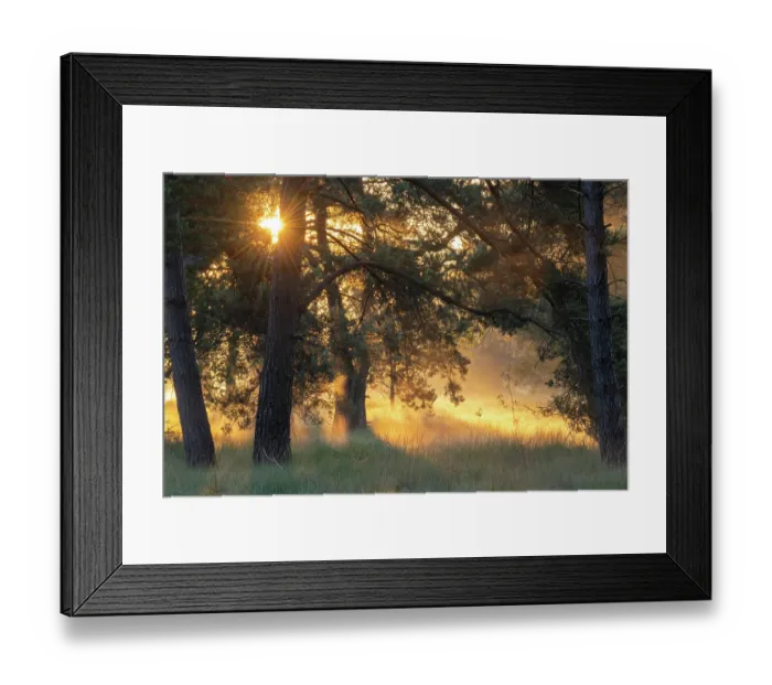 Framed Print : Sunrays and mist through Fir trees (Abies sp.), Klein Schietveld, Brasschaat, Belgium. June Framed Print : Sunrays and mist through Fir trees (Abies sp.), Klein Schietveld, Brasschaat, Belgium. June