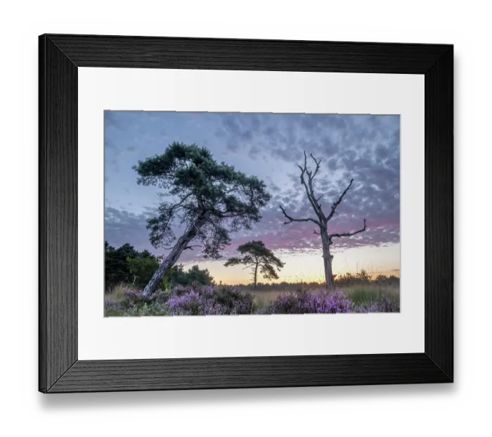 Framed Print : Fir trees (Abies sp.) and Heather (Calluna vulgaris) in flower at sunrise, Klein Schietveld, Brasschaat, Belgium. August Framed Print : Fir trees (Abies sp.) and Heather (Calluna vulgaris) in flower at sunrise, Klein Schietveld, Brasschaat, Belgium. August