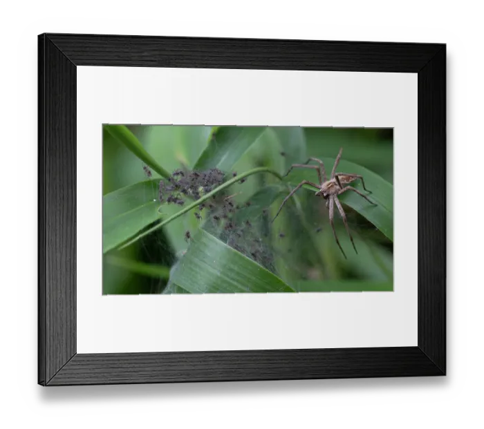 Framed Print : Nursery web spider (Pisaura mirabilis) on web guarding spiderlings, Brasschaat, Belgium. August Framed Print : Nursery web spider (Pisaura mirabilis) on web guarding spiderlings, Brasschaat, Belgium. August