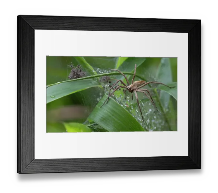 Framed Print : Nursery web spider (Pisaura mirabilis) on web guarding spiderlings, Brasschaat, Belgium. August Framed Print : Nursery web spider (Pisaura mirabilis) on web guarding spiderlings, Brasschaat, Belgium. August