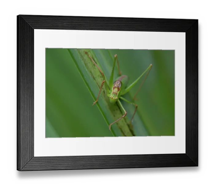 Framed Print : Speckled bush cricket (Leptophyes punctatissima) resting on leaf, Brasschaat, Belgium. August Framed Print : Speckled bush cricket (Leptophyes punctatissima) resting on leaf, Brasschaat, Belgium. August