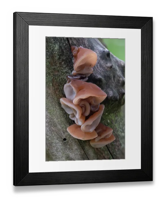 Framed Print : Wood ear fungus (Auricularia auricula-judae) on damp branch, Brasschaat, Belgium. September Framed Print : Wood ear fungus (Auricularia auricula-judae) on damp branch, Brasschaat, Belgium. September