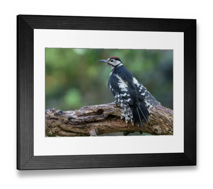 Framed Print : Great spotted woodpecker (Dendrocopos major) juvenile, perched on branch, Brasschaat, Belgium. July Framed Print : Great spotted woodpecker (Dendrocopos major) juvenile, perched on branch, Brasschaat, Belgium. July