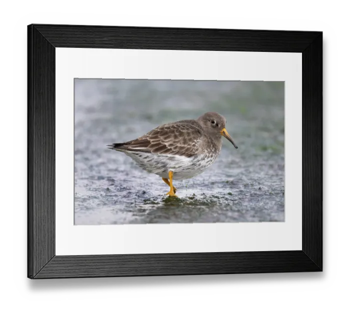 Framed Print : Purple sandpiper (Calidris maritima) portrait, Zeeland, The Netherlands. February Framed Print : Purple sandpiper (Calidris maritima) portrait, Zeeland, The Netherlands. February