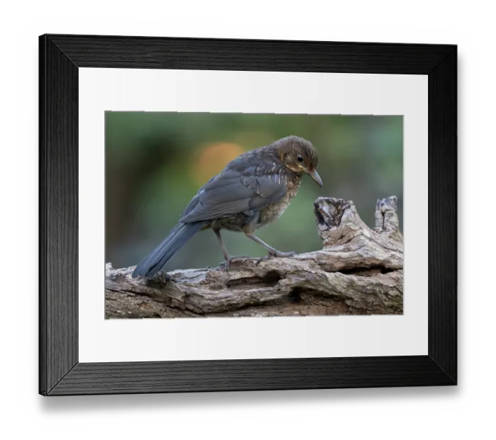 Framed Print : Blackbird (Turdus merula) juvenile, perched on branch, Brasschaat, Belgium. July Framed Print : Blackbird (Turdus merula) juvenile, perched on branch, Brasschaat, Belgium. July