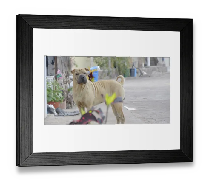 Framed Print : Sharpei dog male roaming on streets of San Cristobal, Galapagos Islands, September. Import of dogs is illegal on island Framed Print : Sharpei dog male roaming on streets of San Cristobal, Galapagos Islands, September. Import of dogs is illegal on island