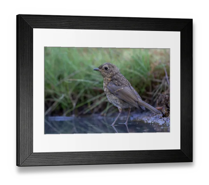 Framed Print : Robin (Erithacus rubecula) juvenile, standing in shallow water, Brasschaat, Belgium. July Framed Print : Robin (Erithacus rubecula) juvenile, standing in shallow water, Brasschaat, Belgium. July