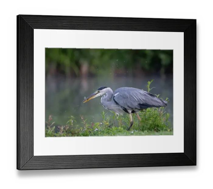 Framed Print : RF - Grey heron (Ardea cinerea) standing at water's edge with fish prey in beak, Peerdsbos, Brasschaat, Belgium. August Framed Print : RF - Grey heron (Ardea cinerea) standing at water's edge with fish prey in beak, Peerdsbos, Brasschaat, Belgium. August