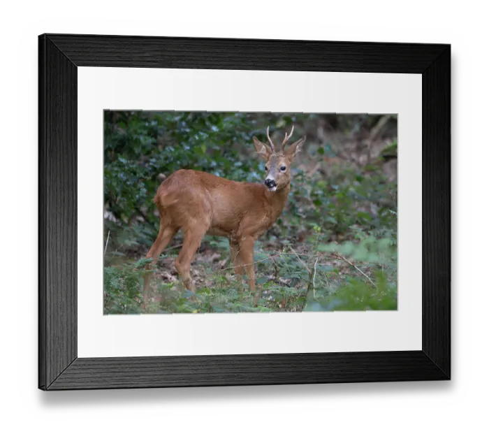 Framed Print : RF - Roe deer (Capreolus capreolus) male, portrait, Peerdsbos, Brasschaat, Belgium. August. (This image may be licensed either as rights managed or royalty free.) Framed Print : RF - Roe deer (Capreolus capreolus) male, portrait, Peerdsbos, Brasschaat, Belgium. August. (This image may be licensed either as rights managed or royalty free.)