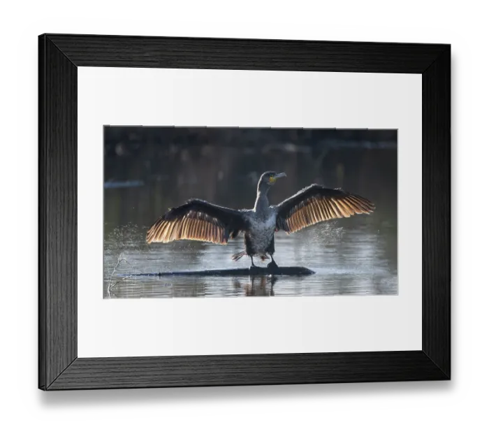 Framed Print : RF - Great cormorant (Phalacrocorax carbo) juvenile, drying and shaking its wings, backlit, Kruibeekse Polder, Belgium. April