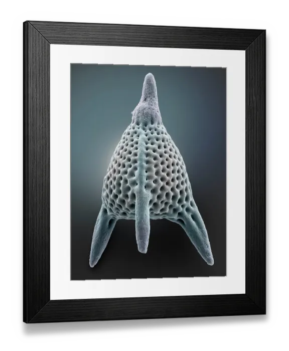 Framed Print : Radiolarian (Lychnocanium lucerna). Radiolaria are protozoa, single-celled eukaryotes, typically 0.1mm - 0.2mm across, forming part of the zooplankton in the oceans Framed Print : Radiolarian (Lychnocanium lucerna). Radiolaria are protozoa, single-celled eukaryotes, typically 0.1mm - 0.2mm across, forming part of the zooplankton in the oceans