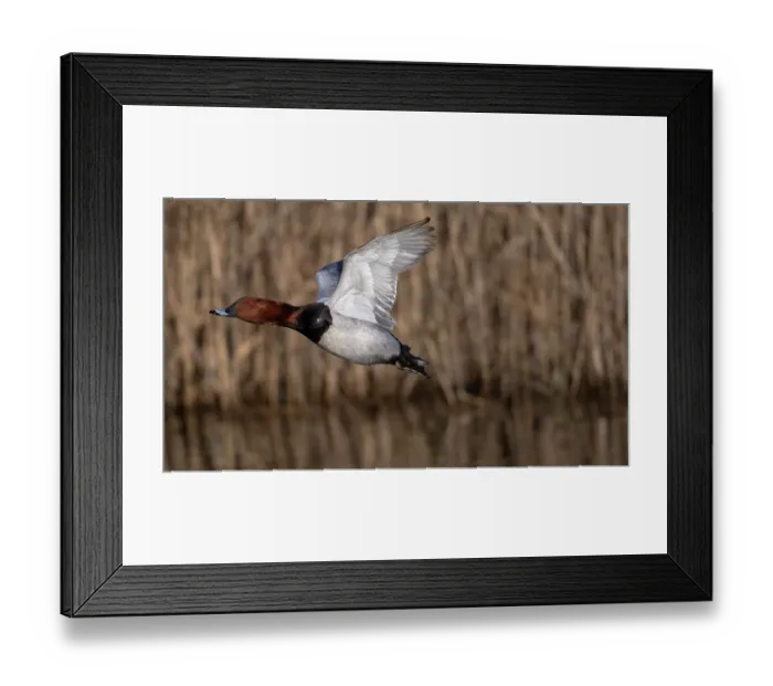 Framed Print : RF - Common pochard (Aythya ferina) male, in flight over pond with reedbeds in background, Kruibeekse Polder, Belgium. April Framed Print : RF - Common pochard (Aythya ferina) male, in flight over pond with reedbeds in background, Kruibeekse Polder, Belgium. April