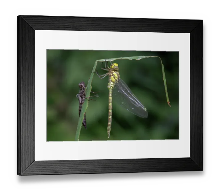 Framed Print : RF - Southern hawker (Aeshna cyanea) resting on leaf close to larvae capsule, Brasschaat, Belgium. July. (This image may be licensed either as rights managed or royalty free) Framed Print : RF - Southern hawker (Aeshna cyanea) resting on leaf close to larvae capsule, Brasschaat, Belgium. July. (This image may be licensed either as rights managed or royalty free)