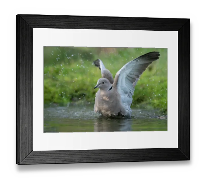 Framed Print : Collared dove (Streptopelia decaocto) bathing, Brasschaat, Belgium. January Framed Print : Collared dove (Streptopelia decaocto) bathing, Brasschaat, Belgium. January