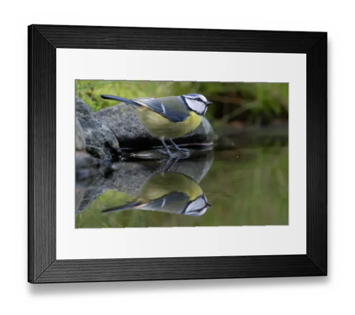 Framed Print : Blue tit (Parus caeruleus) standing at edge of pool, Brasschaat, Belgium. January