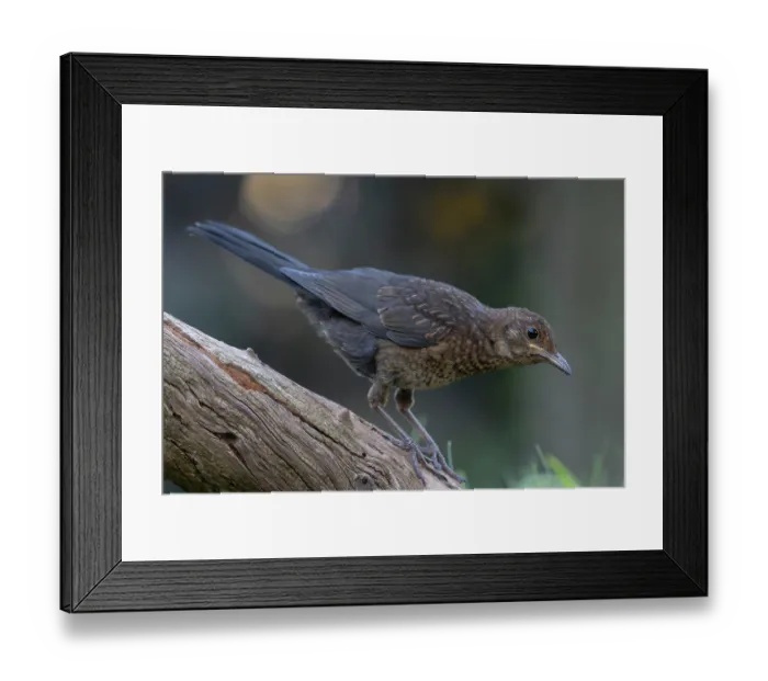 Framed Print : Blackbird (Turdus merula) juvenile, perched on branch, Brasschaat, Belgium. July Framed Print : Blackbird (Turdus merula) juvenile, perched on branch, Brasschaat, Belgium. July