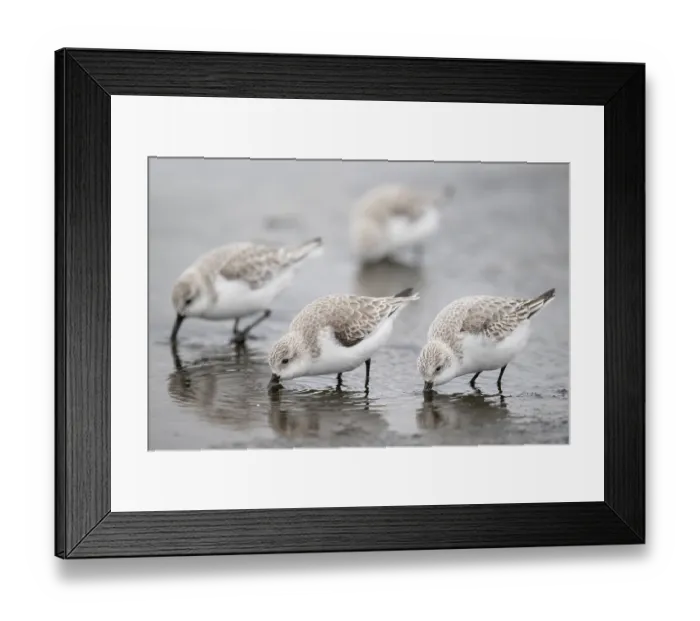 Framed Print : Four Sanderlings (Calidris alba) foraging at low tide, Zeeland, The Netherlands. February Framed Print : Four Sanderlings (Calidris alba) foraging at low tide, Zeeland, The Netherlands. February