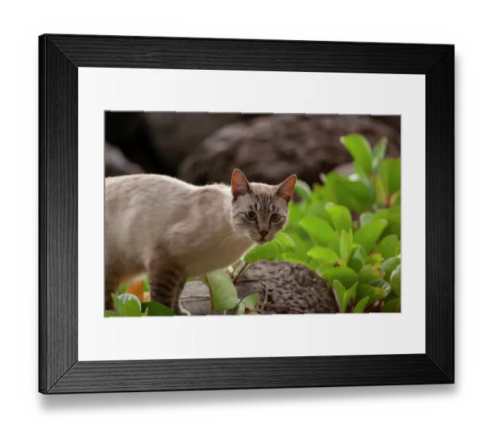 Framed Print : Feral cat roaming on outskirts of San Cristobal, Galapagos Islands, September Framed Print : Feral cat roaming on outskirts of San Cristobal, Galapagos Islands, September