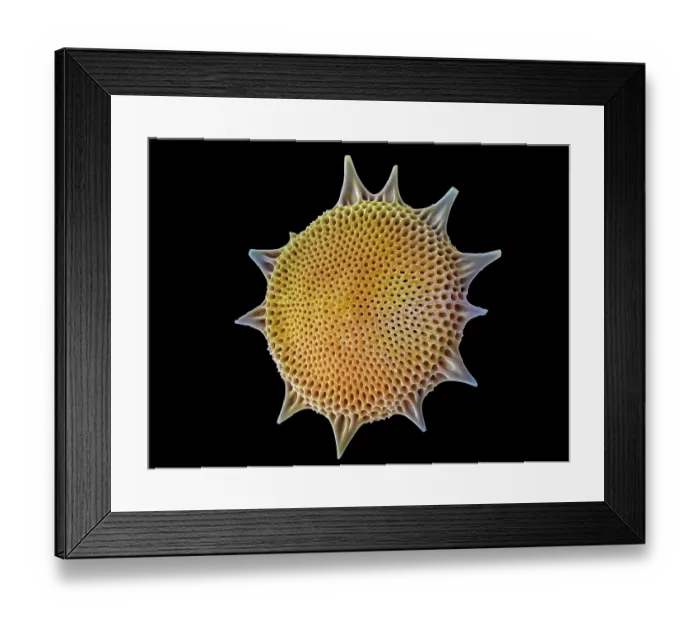 Framed Print : Radiolarian (Haliomma sol). The silica skeleton of a diatom includes a pair of valve sections, one of which is shown here. False-coloured scanning electron micrograph (SEM) Framed Print : Radiolarian (Haliomma sol). The silica skeleton of a diatom includes a pair of valve sections, one of which is shown here. False-coloured scanning electron micrograph (SEM)