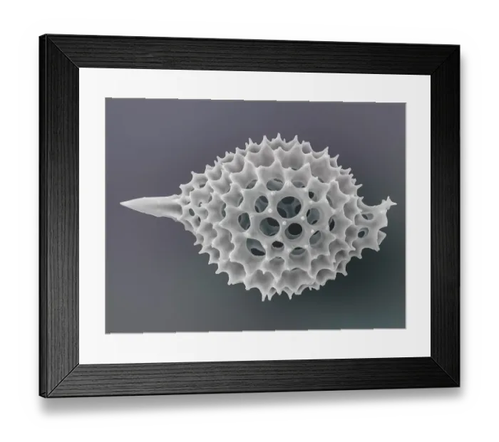 Framed Print : Radiolarian (Anthocyrtis ventricosa) skeleton. Radiolaria are protozoa, single-celled eukaryotes, typically 0.1mm - 0.2mm across. They form part of the zooplankton in the oceans