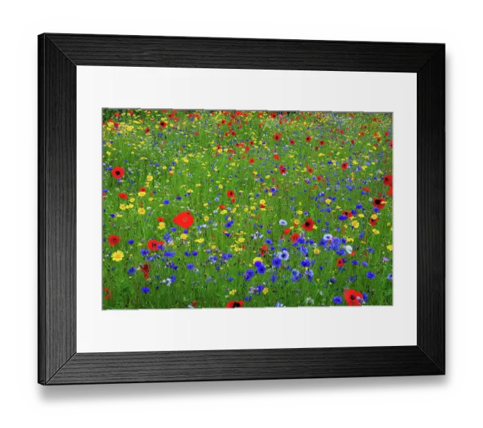 Framed Print : RF - Poppies (Papaver rhoeas), Corn marigolds (Glebionis segetum) and Cornflowers (Centaurea cyanus) flowering in cultivated wild flower meadow, near Wareham, Dorset, UK. July