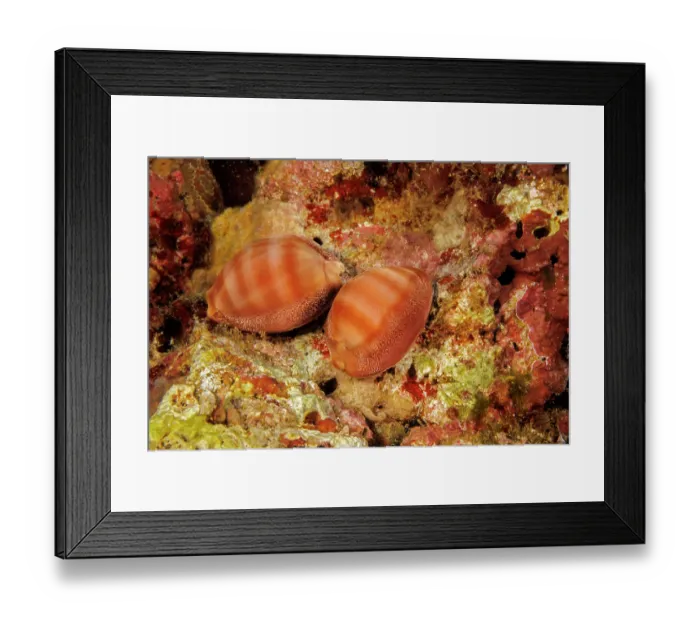 Framed Print : Groove-tooth cowries (Cypraea sulcidentata) resting on reef, Hawaii, Pacific Ocean Framed Print : Groove-tooth cowries (Cypraea sulcidentata) resting on reef, Hawaii, Pacific Ocean