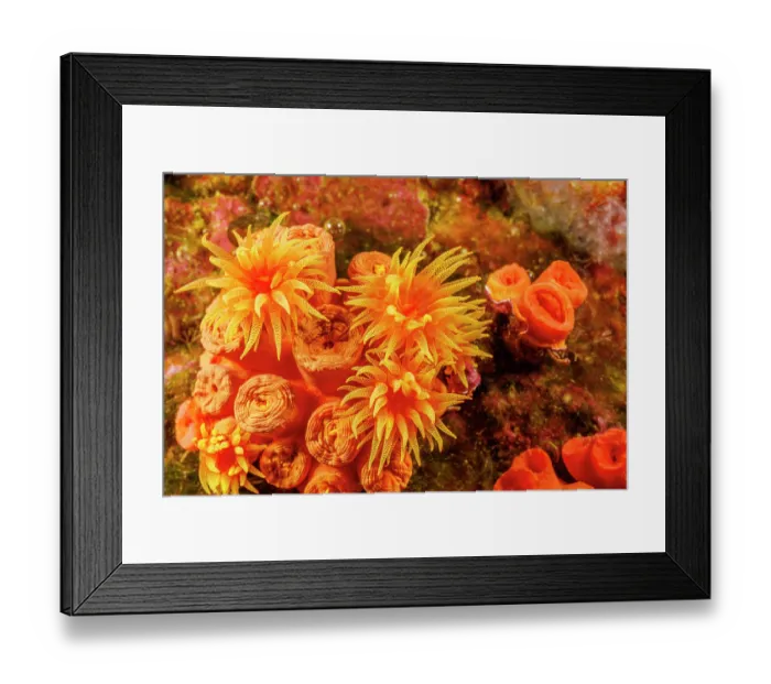 Framed Print : Orange cup coral (Tubastraea coccinea) polyps on coral reef, Hawaii, Pacific Ocean