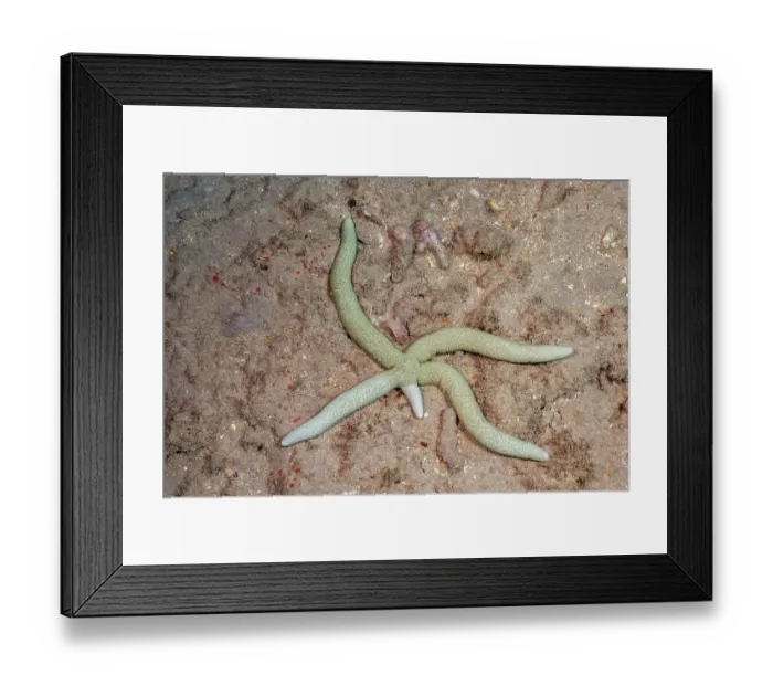 Framed Print : Green linckia seastar (Linckia guildingi) regenerating arm and crawling across seabed, Hawaii, Pacific Ocean Framed Print : Green linckia seastar (Linckia guildingi) regenerating arm and crawling across seabed, Hawaii, Pacific Ocean