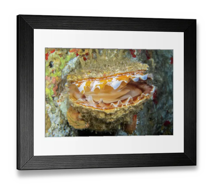 Framed Print : Giant thorny oyster (Spondylus varius), with open shell, showing mantle, Philippines, Pacific Ocean Framed Print : Giant thorny oyster (Spondylus varius), with open shell, showing mantle, Philippines, Pacific Ocean