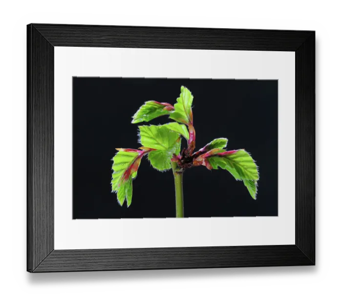 Framed Print : Beech (Fagus sylvatica) leaves unfurling in spring on black background, studio shot, Dorset, UK. May Framed Print : Beech (Fagus sylvatica) leaves unfurling in spring on black background, studio shot, Dorset, UK. May