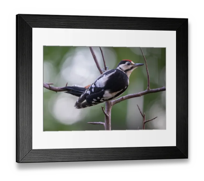 Framed Print : RF - Great spotted woodpecker (Dendrocopos major) juvenile, perched on branch, Brasschaat, Belgium. July. (This image may be licensed either as rights managed or royalty free) Framed Print : RF - Great spotted woodpecker (Dendrocopos major) juvenile, perched on branch, Brasschaat, Belgium. July. (This image may be licensed either as rights managed or royalty free)
