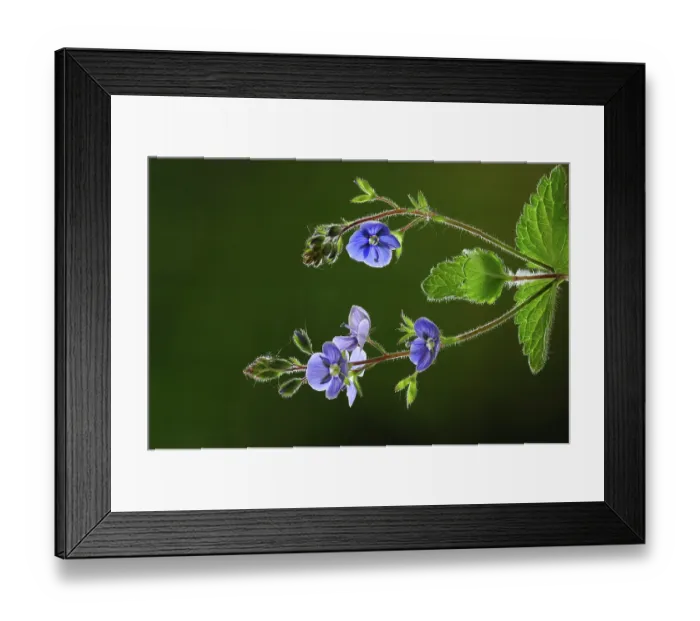Framed Print : Germander speedwell (Veronica chamaedrys) in flower, studio shot, Dorset, UK. May Framed Print : Germander speedwell (Veronica chamaedrys) in flower, studio shot, Dorset, UK. May