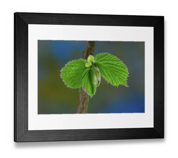 Framed Print : New growth Hazel leaves (Corylus avellana) in spring, Dorset, UK. May. Studio shot Framed Print : New growth Hazel leaves (Corylus avellana) in spring, Dorset, UK. May. Studio shot