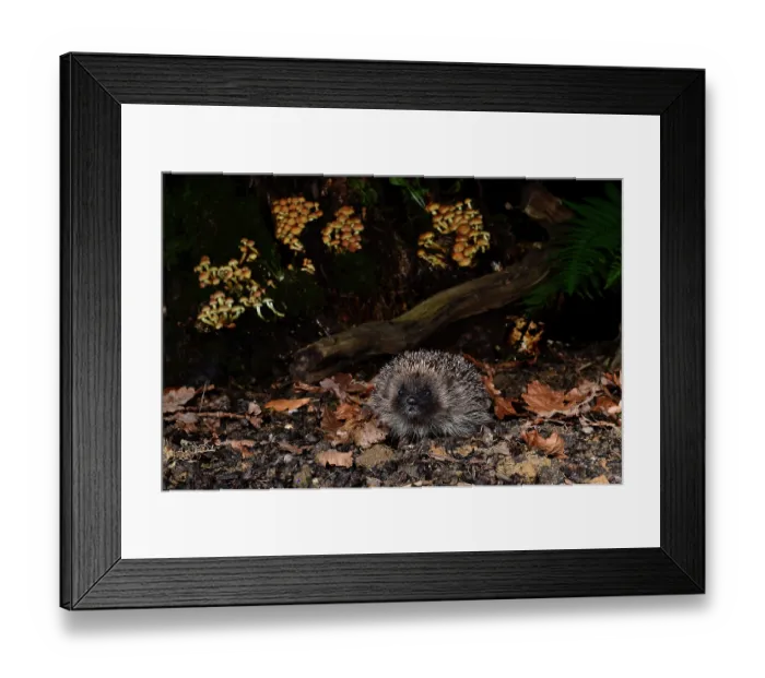 Framed Print : Hedgehog (Erinaceus europaeus) sitting among leaf litter in woodland, Dorset, UK. October. Captive, prior to release Framed Print : Hedgehog (Erinaceus europaeus) sitting among leaf litter in woodland, Dorset, UK. October. Captive, prior to release