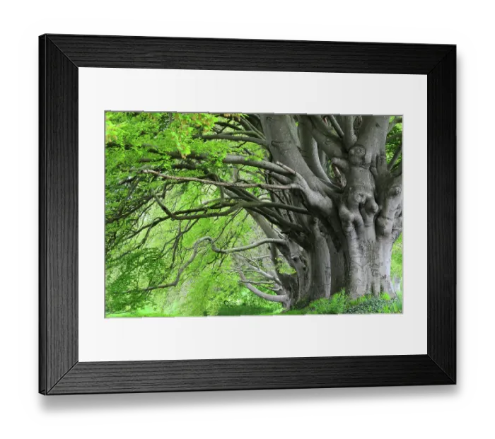 Framed Print : RF - Beech (Fagus sylvatica) trees with fresh, spring growth, Dorset, UK. May. (This image may be licensed either as rights managed or royalty free.) Framed Print : RF - Beech (Fagus sylvatica) trees with fresh, spring growth, Dorset, UK. May. (This image may be licensed either as rights managed or royalty free.)